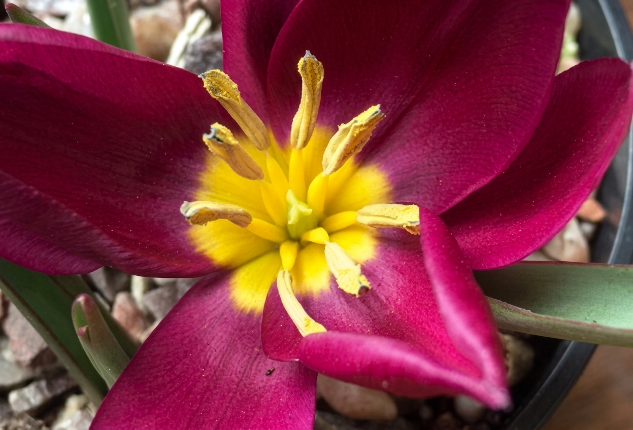 Tulipa humilis 'Odalisque' 